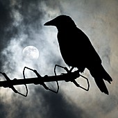 Crow against a moonlit sky