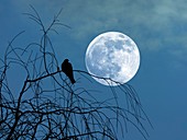 Dove against a full moon