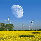 Moon over wind turbines in a field