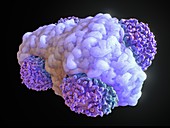 Macrophage engulfing cancer cells