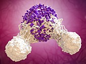 T cells attacking cancer cell
