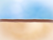 Lipid membrane,illustration