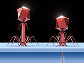 Bacteriophage infecting E. coli bacterium