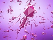 Bacteriophage T4 viruses,illustration