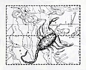 Scorpio,illustration