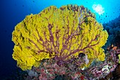 A large yellow sea fan