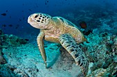 Green turtle resting on reef