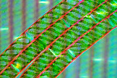 Spirogyra algae,light micrograph