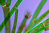 Suctoria on green algae,light micrograph