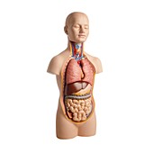 Anatomical teaching model