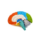 Brain anatomy model