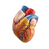 Heart anatomy model