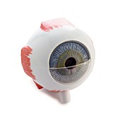 Eye anatomy model