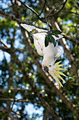 Greater sulphur-crested cockatoo