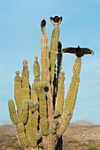 Vultures on a cactus