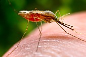 A. quadriannulatus mosquito feeding