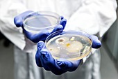 Penicillium and bacteria in a petri dish