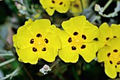 Halimium halimifolium flowers