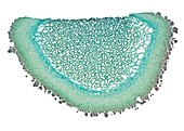 Puffball mushroom,light micrograph