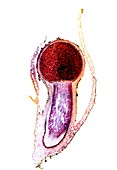 Liverwort (Pellia epiphylla) sporophyte