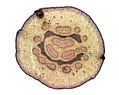 Fern (Pteridium aquilium) rhizome