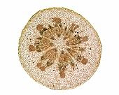 Mistletoe (Viscum album) stem