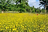 Hairy buttercups in a meadow