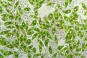 Euglena protozoa,light micrograph