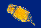 Rotifer,light micrograph