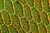 Moss,light micrograph