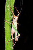 Bush cricket