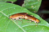 Cockroaches mating
