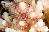 Brittlestar on a reef