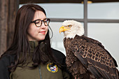 Bald eagle with handler