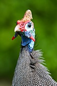Portrait of a Helmeted Guineafowl