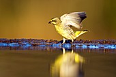 Yellow-eyed Canary landing at water