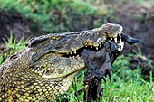 Nile Crocodile feeding on a carcass