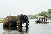 African elephant and tourists