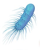 Bacterium,illustration
