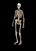 Human skeleton,illustration