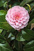 Camellia rusticana 'Otome'