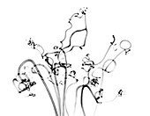 Plant tendrils,X-ray