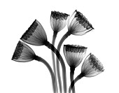 Lotus seedheads,X-ray