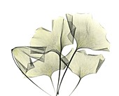 Ginkgo plant leaves,X-ray