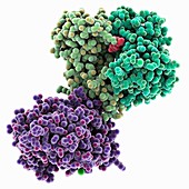 Adenylyl cyclase enzyme molecule