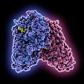 Diphtheria toxin,molecular model