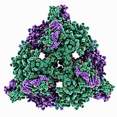 Citrate synthase molecule