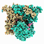 Scavenger mRNA-decapping enzyme