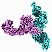 Glycosylation enzyme molecule