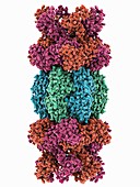 ATP-dependent protease molecule